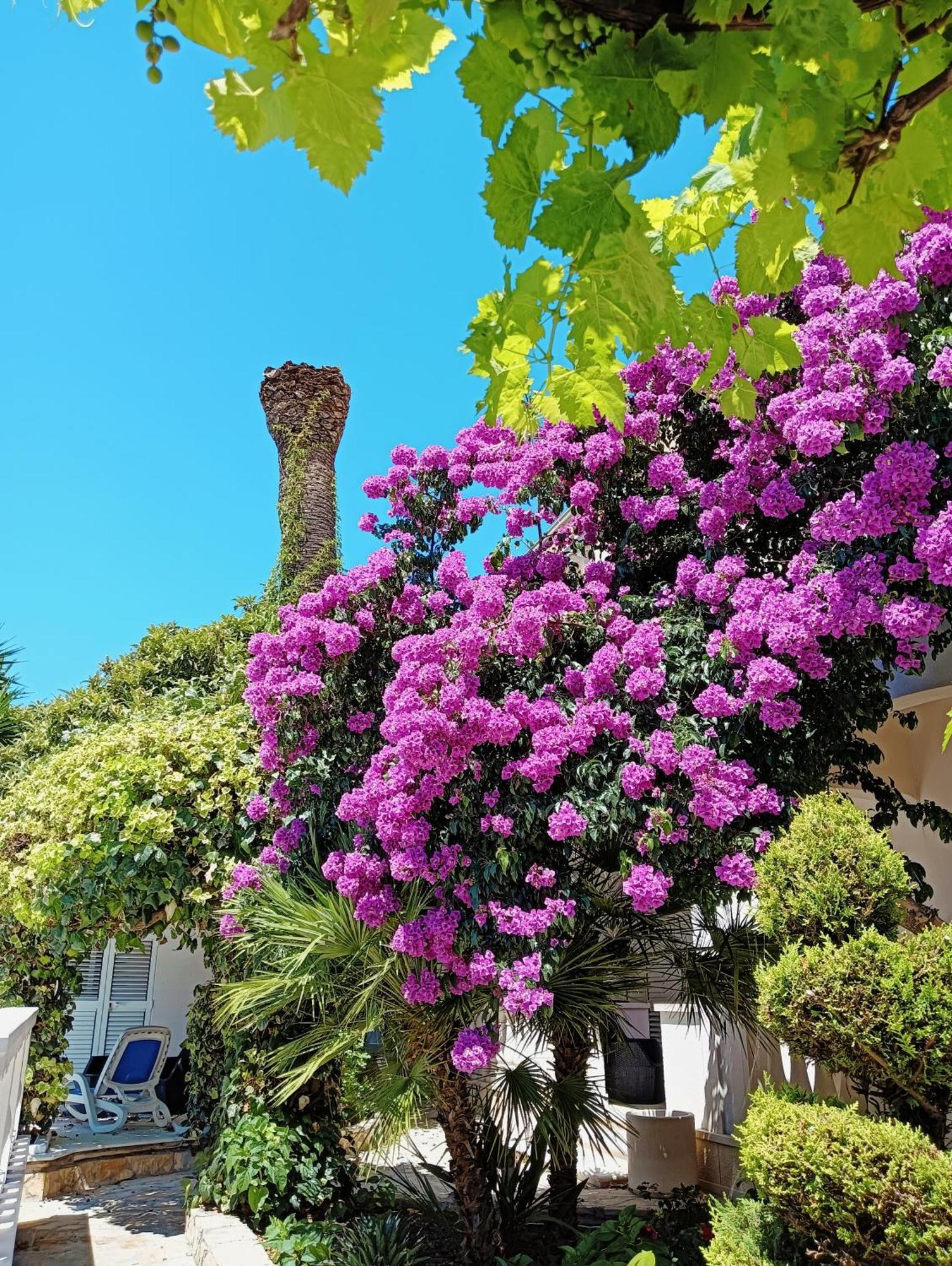 Villa Aspalathos Kastela Dış mekan fotoğraf